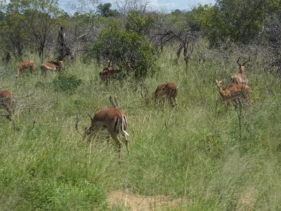 KrugerSafari (153)