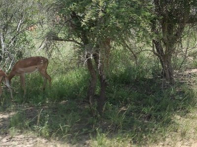 KrugerSafari (154)