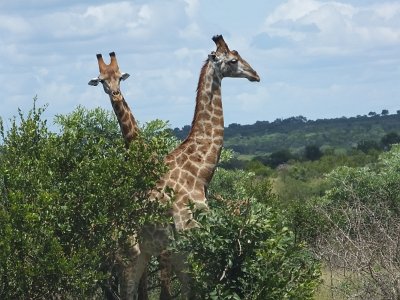 KrugerSafari (156)