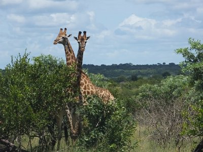 KrugerSafari (157)