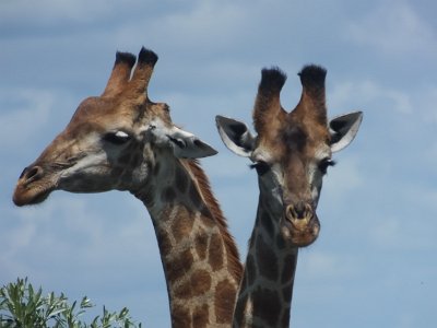 KrugerSafari (158)