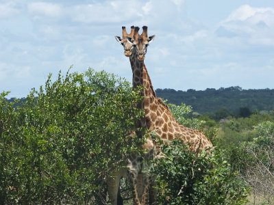 KrugerSafari (159)