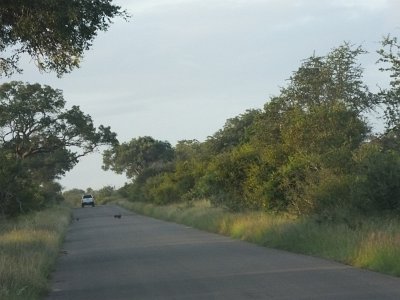 KrugerSafari (16)