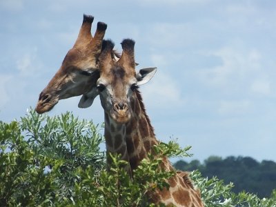 KrugerSafari (161)