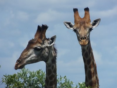 KrugerSafari (162)