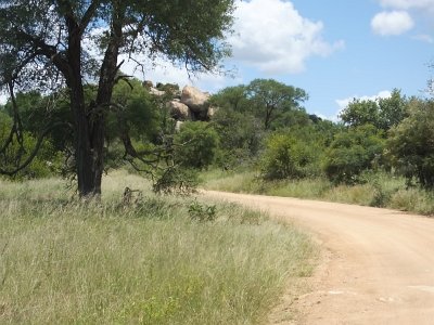 KrugerSafari (164)