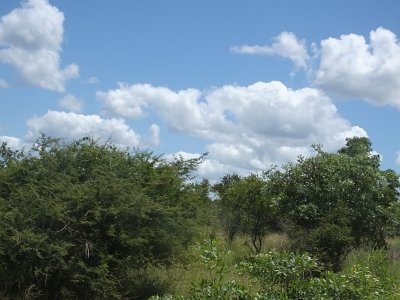 KrugerSafari (166)