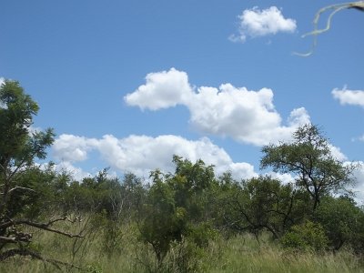 KrugerSafari (167)