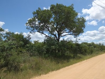 KrugerSafari (168)