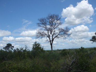 KrugerSafari (169)