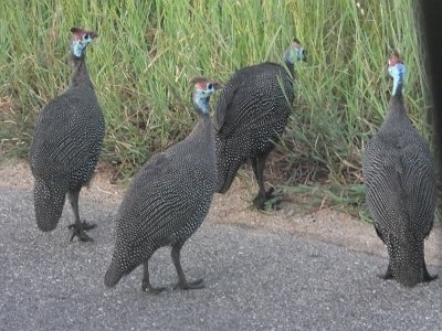 KrugerSafari (17)