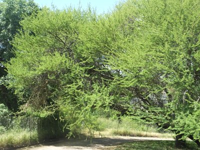 KrugerSafari (174)