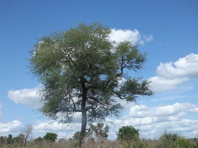 KrugerSafari (179)