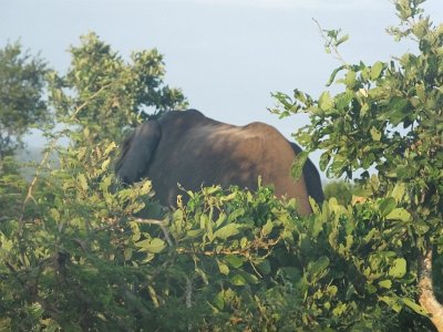 KrugerSafari (18)