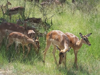 KrugerSafari (181)