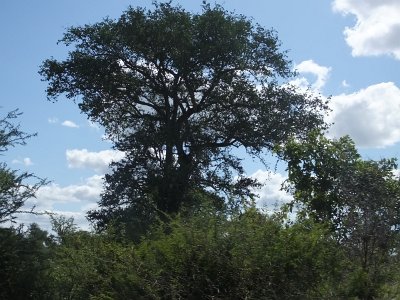 KrugerSafari (187)