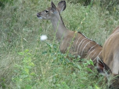 KrugerSafari (189)