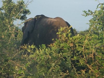 KrugerSafari (19)