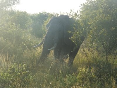 KrugerSafari (20)