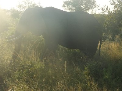 KrugerSafari (21)