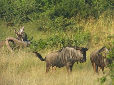 KrugerSafari (24)