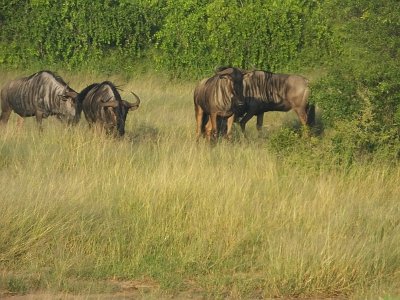 KrugerSafari (25)