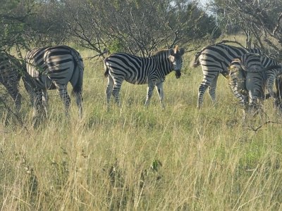 KrugerSafari (26)