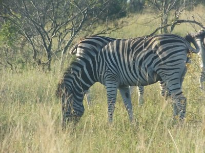 KrugerSafari (27)