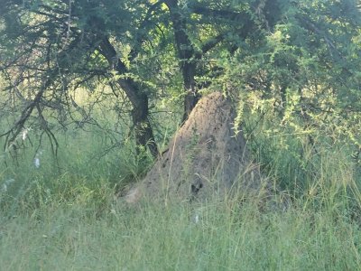 KrugerSafari (29)