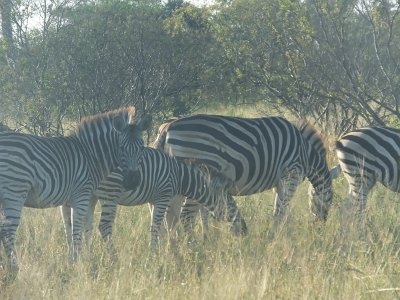 KrugerSafari (30)