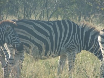 KrugerSafari (31)