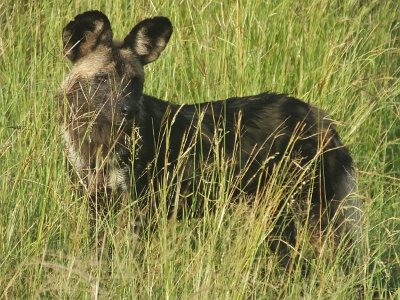 KrugerSafari (33)