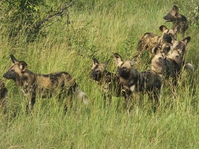 KrugerSafari (34)