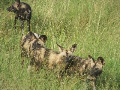 KrugerSafari (35)