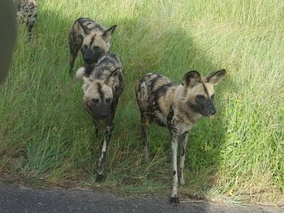 KrugerSafari (37)