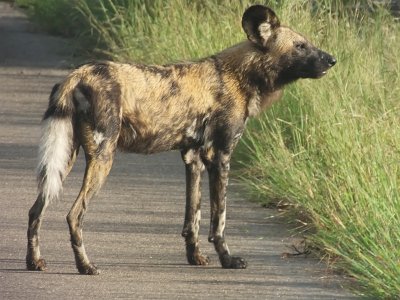 KrugerSafari (38)