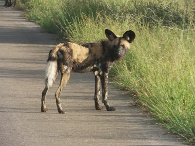 KrugerSafari (39)