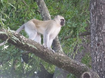 KrugerSafari (44)