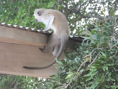 KrugerSafari (46)