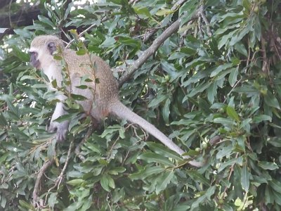 KrugerSafari (48)