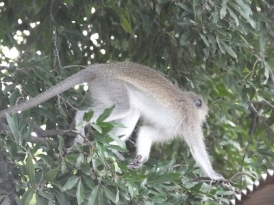 KrugerSafari (49)