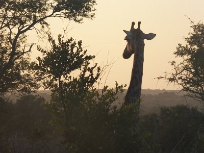 KrugerSafari (5)