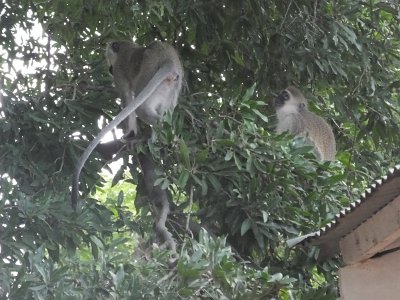 KrugerSafari (50)