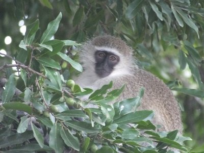 KrugerSafari (51)