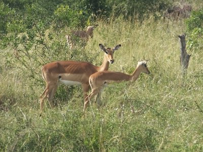 KrugerSafari (52)