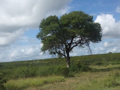 KrugerSafari (53)