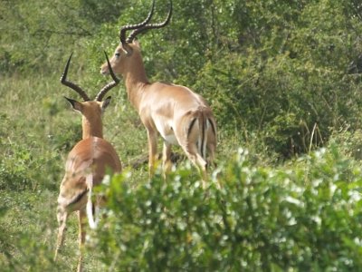 KrugerSafari (54)