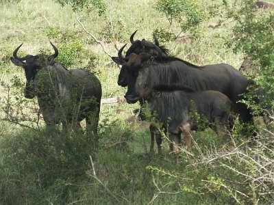 KrugerSafari (55)