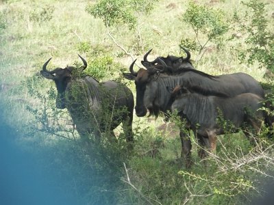 KrugerSafari (56)