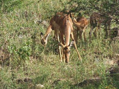 KrugerSafari (57)